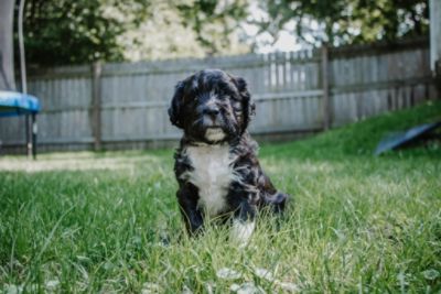 Jefferson County Dog Control & Fuccillo Subaru Loves Pets 2023