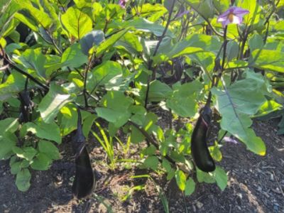 Dan Perkins Subaru Garden