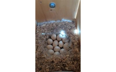 Delta Waterfowl Wood Duck Nesting