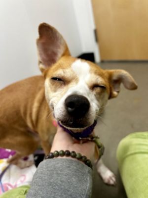 AWA’s Roo-From the Texas floods to helping his new Mom heal and filling her life with love again!