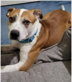 Cassius Finds a Home