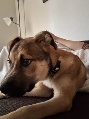 From Forgotten to Forever: Sunset Hills Subaru's Pet Adoption Day