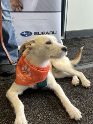 Another Successful Tail Wagging Event!