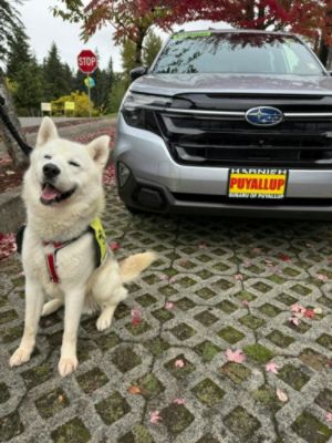 Giving Pets a New Home!