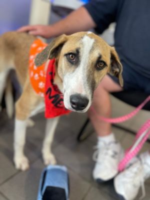 Thank you, Subaru World of Hackettstown for your support!