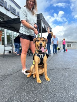 A Paw-sitively Perfect Day at Bedford Subaru