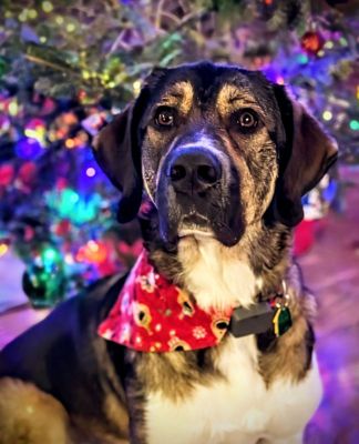 Ralphie's Tail of Hope