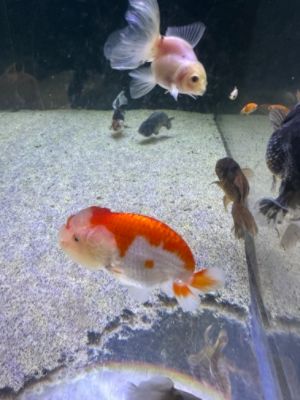 Subaru sponsors aquatic education program