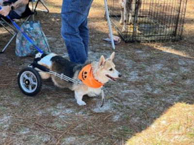 Parkway Subaru once again supports Pawz in Park to help local animal rescue groups!