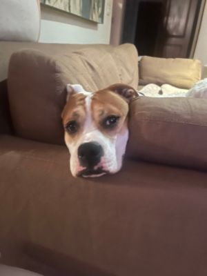 Long Timer Dog Tripp Finds His Forever Home!