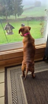 Iris, A Story of Love in a Caring Community