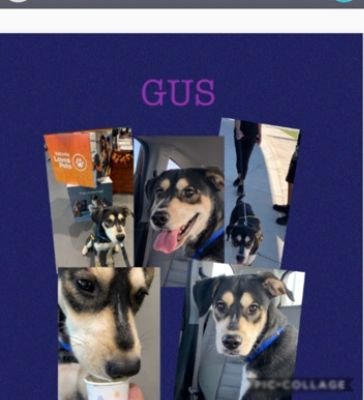 Sweet Gus Was Saved! 
