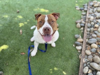 Subaru Sherman Oaks and Los Angeles Animal Services 