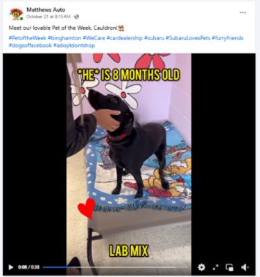 BC Humane Society: Pet of the Week