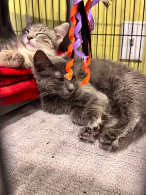 Inaugural Meow Mixer