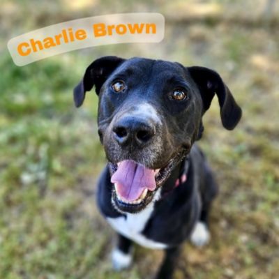 A Heartfelt Thank You to Subaru Loves Pets: Charlie Brown’s Journey Home
