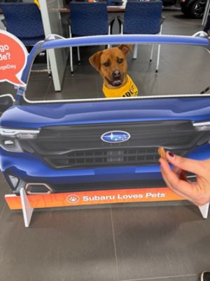Dulles Motorcars Subaru Saves the Lives of Homeless Pets