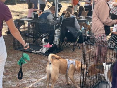 Parkway Subaru once again supports Pawz in Park to help local animal rescue groups!