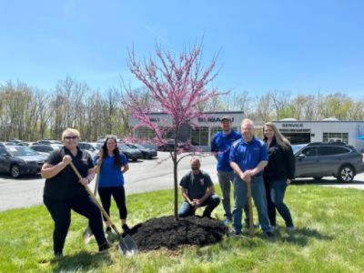Bedford County Tree Spreads Its Roots