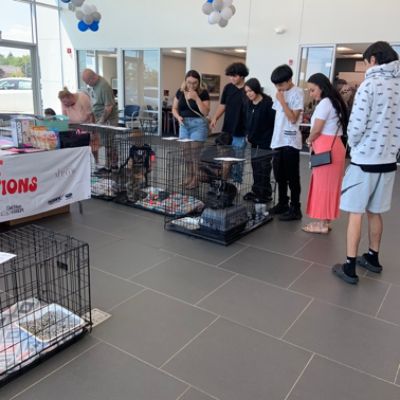 Subaru Adoption Event - Dainty Meow