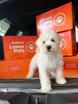Bitter Root Humane was invited to Subaru Loves Pets and almost all of our adoptable dogs found homes