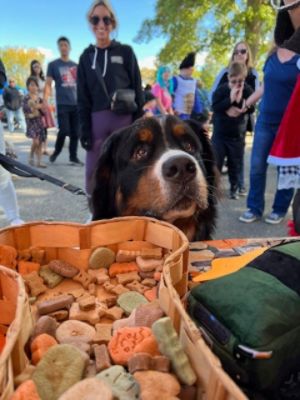 Spooky Pooch Pet Parade 2025