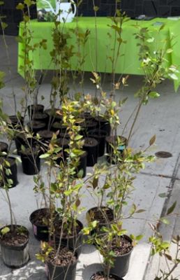 The Arbor Day Tree Event at Colonial Subaru