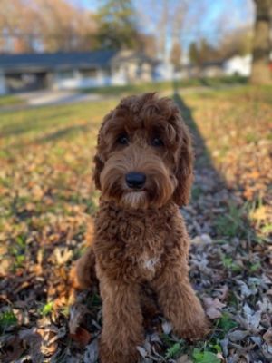 Cedar Canyon Elementary Therapy Dog