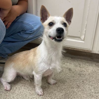 Casper's Healing Heart