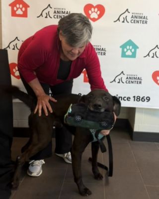Subaru Helps Shelter Pets Find Loving Forever Homes 