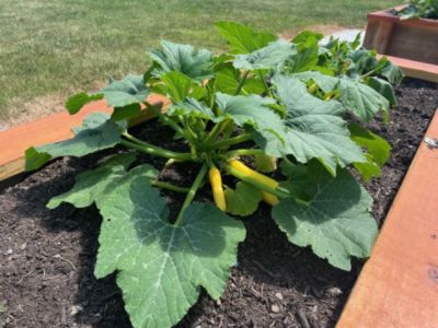 Yorktown Park - Community Raised Garden Boxes