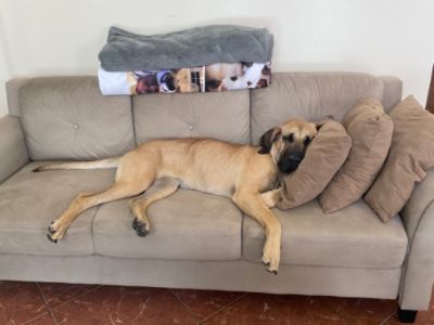 Cape Coral Animal Shelter saves Princess Leia!