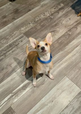 AWA’s Roo-From the Texas floods to helping his new Mom heal and filling her life with love again!