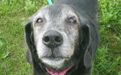 Central Vermont Humane Society thanks Twin City!