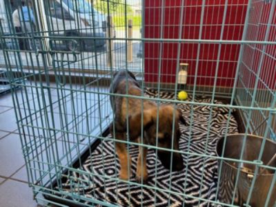 Hallmark Pet Adoption 2025!