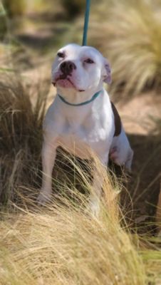 Gratitude and Forever Family 