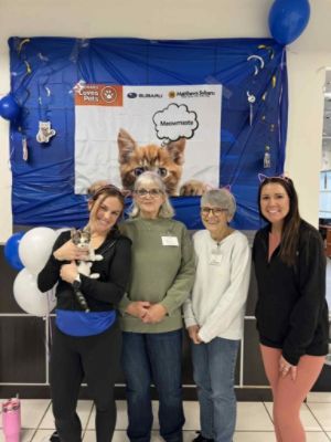 Matthews Subaru Hosts Kitten Yoga