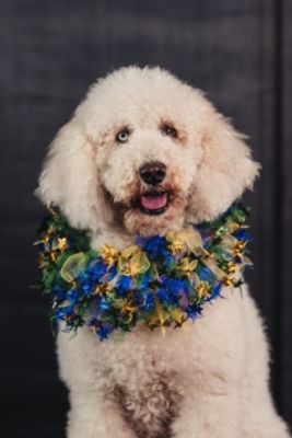 Baldwin Subaru Honors "Hero Poodle" in Dog Parade