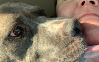 Subaru Loves Pets - Upper Peninsula Animal Welfare