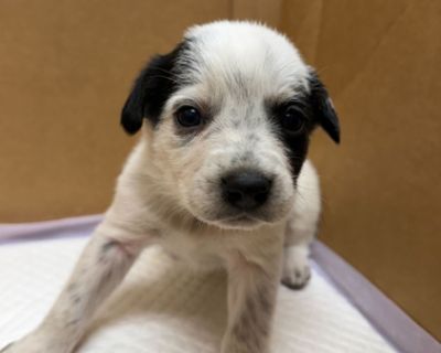 11 puppies found love in less than an hour... thanks to Sterling Subaru