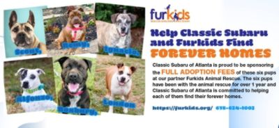 Classic Subaru Helps Find Forever Homes for a Lucky Six