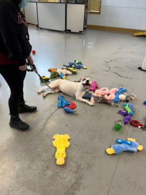 Darling Darla Finds Her Forever Home