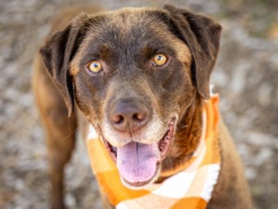 Lithia Subaru Loves Pets!