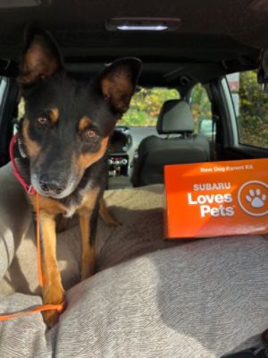 Subaru Stamford Celebrates Subaru Loves Pets with Two Joy-Filled Adoption Events