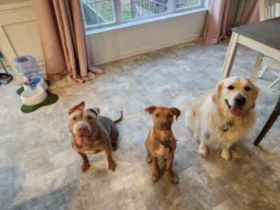 Bruno: the pit bull with the ears that survived Breed Specific Legislation (BSL)