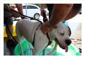 University Subaru 10th Annual Dog Wash