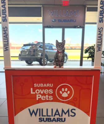 A Purr-fect Day with Windsor Kittens at Williams Subaru
