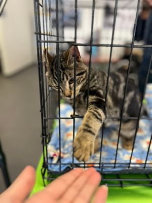 Another Adoption Success