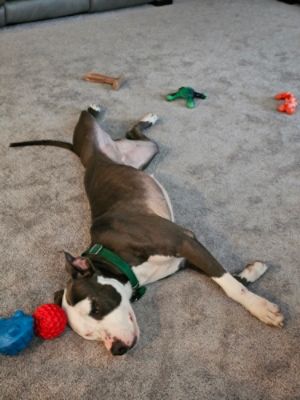 47 Big Dogs Find New Homes - Including Athena!