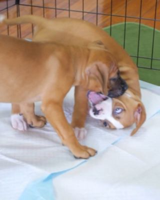 Boxer Puppy Day at Gresham Subaru – Shanon P